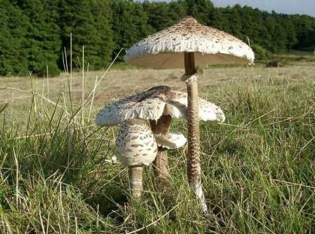  -  Macrolepiota procera